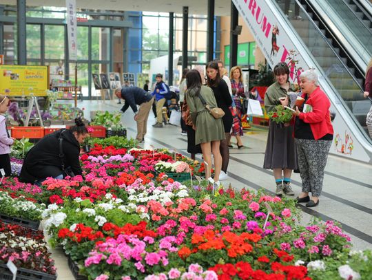 Piękne kwiaty i krzewy na Festiwalu Zieleni w Askanie