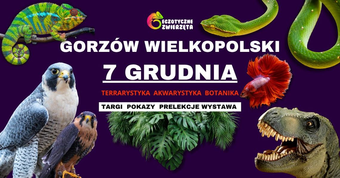 Egzotyczne Zwierzęta - wystawa Egzotyczne Zwierzęta - wystawa